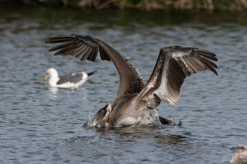 Naklejka premium Large and magnificent California Brown Pelican has big wings spread while plunging bill into the lagoon water to hopefully catch some fish