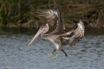 Large and magnificent California Brown Pelican has big wings flapping to slowly descending down to...