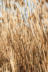 Dry reed outdoor in light pastel colors, reed layer, reed seeds. Beige reed grass, pampas grass. Abstract natural background. Beautiful pattern with neutral colors. Minimal, stylish, trend