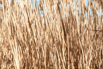 Dry reed outdoor in light pastel colors, reed layer, reed seeds. Beige reed grass, pampas grass. Abstract natural background. Beautiful pattern with neutral colors. Minimal, stylish, trend