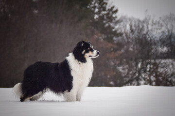 Tricolor border collie is standing on the field in the snow. He is so fluffy dog.