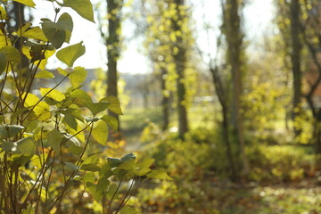 autumn golden trees and foliage