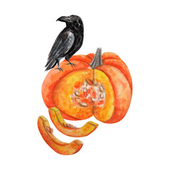 Watercolor design: raven bird with cut pumpkin and its slices. For farming party invites, Thanksgiving postcards, calendars, stationery, posters, autumn prints, halloween cards, promotions, packaging