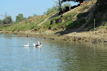 Two parents geese with their chick swim in the pond. Poultry grazes. Free geese swim in the river