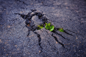 A young green sprout makes its way through a crack in the asphalt concrete. Growth concept, strength and success concept. Nature versus human. Selected focus