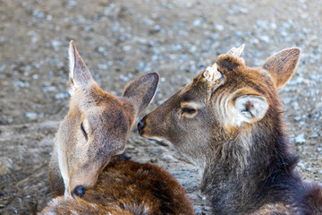 Deer in love at Smokey Mountain Deer Farm and Exotic Petting Zoo, Sevierville, Tennessee