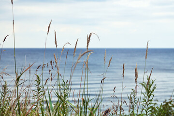 Green grass, reeds, stalks blowing in wind, horizontal, blurred sea background, autumn dry grass