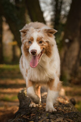 Australian shepherd is going on the log in forest. It is autumn portret.