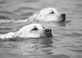 White labrador retriever