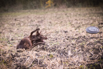 Brown Border collie is catching frisbee. Autumn photoshooting in park.
