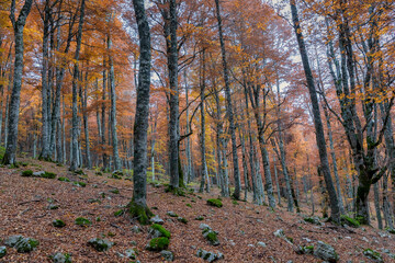 Mountain landscape with autumn colors, beech forest with dry foliage.