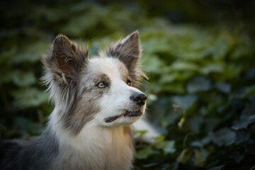 Portrait of border collie with amazing background. Amazing autumn atmosphere in Prague.
