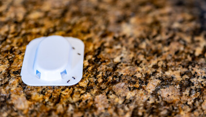 Ant trap poison bate on a granite kitchen countertop