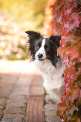 Border collie is sitting in autumn nature. She is so cute dog.
