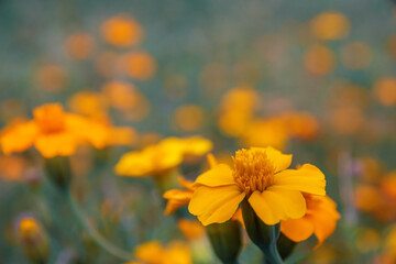 yellow flowers in the garden