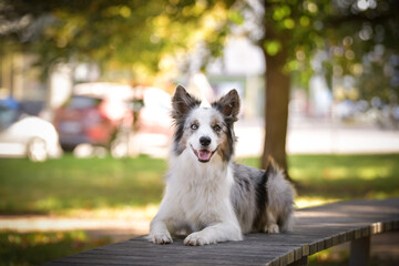 border collie is lying on the bench. He is so cute dog.