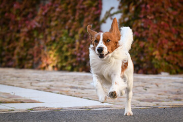 kooikerhondje is running in autumn nature. He is so cute dog.