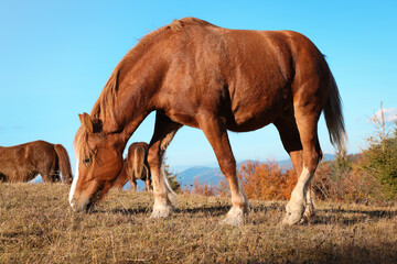 Naklejka na ściany i meble Brown horse grazing outdoors on sunny day. Beautiful pet
