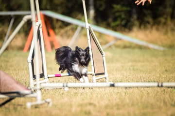 Sheltie is jumping over the hurdles. Amazing day on czech agility privat training
