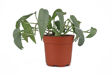 Fototapeta premium Tropical 'Epipremnum Pinnatum Cebu Blue' houseplant with silver-blue leaves in flower pot on white background