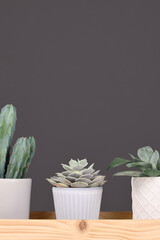 Succulent plants and cactus on wooden tablet in front of gray wall