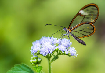 Naklejka na ściany i meble Schmetterling in der Natur - butterfly in nature - papillon dans la nature 