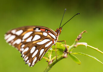 Schmetterling in der Natur - butterfly in nature - papillon dans la nature	