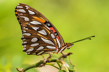 Schmetterling in der Natur - butterfly in nature - papillon dans la nature	