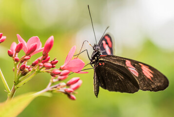 Schmetterling in der Natur - butterfly in nature - papillon dans la nature	
