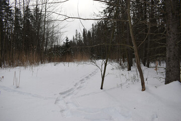 Fototapeta premium La Plaine