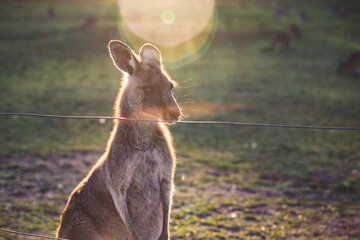 Kangaroo