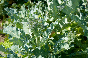 Close-up view of a broccoli. Broccoli close up growing in garden with leaves and stalk