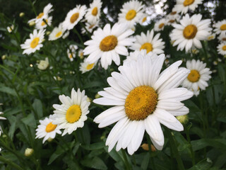 Fototapeta premium Daisy Field