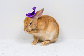 Ginger bunny with a purple flower on a white background. The basis for the postcard. Place for an inscription.