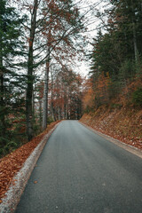 Beautiful autumn forest, leaves are falling. Autumn mountains in Austria.