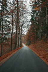 Obraz premium Beautiful autumn forest, leaves are falling. Autumn mountains in Austria.