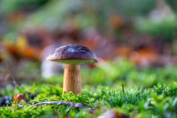 mushroom in the forest