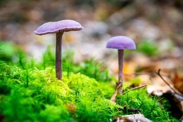 mushroom in the forest