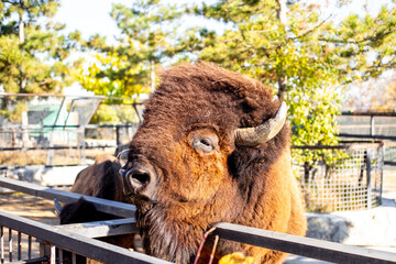 Large shaggy bison muzzle. Animals in the open air in the enclosure © Natalia