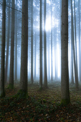 morning in the forest
