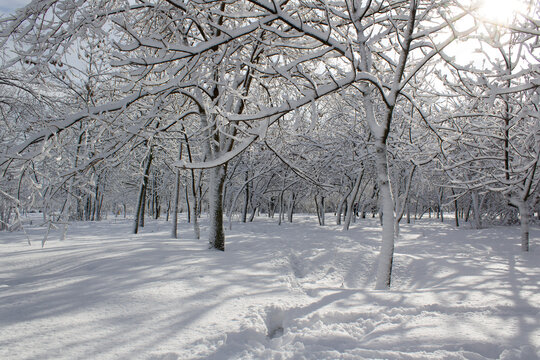 Trees covered white snow into wintery city park after snowfall with sun light

