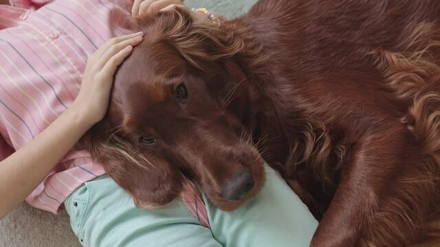 From-above close-up with slowmo of little girl petting cute relaxed Irish setter dog lying together in bedroom