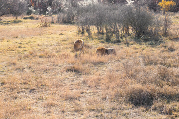 Two majestic lions in the savannah. Family pride of animals in the wild