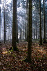 autumn in the forest