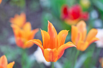 Fototapeta premium Bright flowers of tulips on a tulip field on a sunny morning