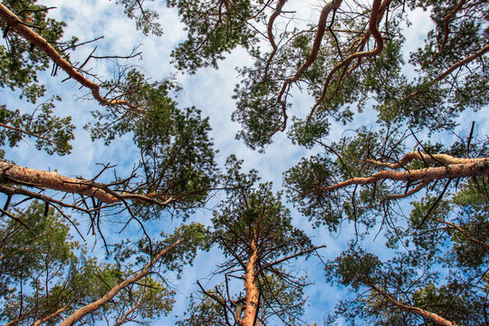 Looking up view into treetops in the pine forest