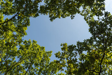 Fototapeta premium green leaves against a blue sky forming a heart-shaped opening