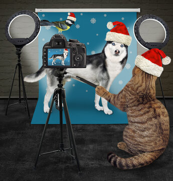 A beige cat in a Santa Claus hat photographer takes pictures a dog husky in the photo studio for Christmas.