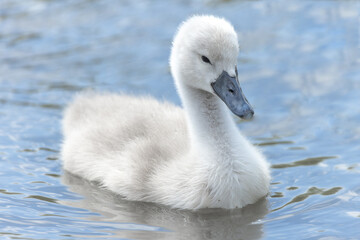 Cygnet