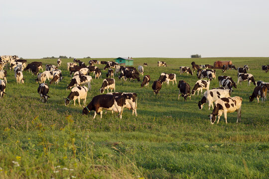 a lot of farm cows in the evening summer field